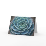 Echeveria imbricata notecard