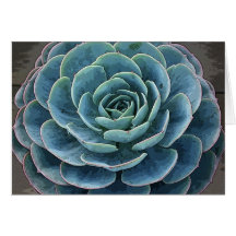 Echeveria imbricata notecard