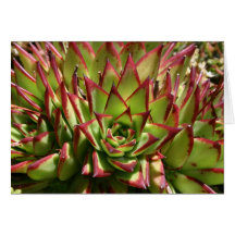 Echeveria notecard