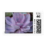Echeveria stamp
