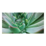 Echeveria 'Tippy' Personalized Photo Card