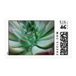 Echeveria 'Tippy' postage