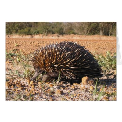 echidna food