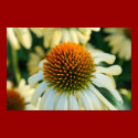 "Echinacea Bloom" posters by michaelsnydermusic "Echinacea Bloom" posters
