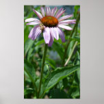Echinacea Delight Poster posters