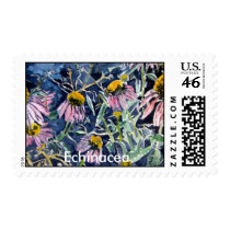 echinacea, Echinacea cone flower postage