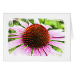 Echinacea Flower Greeting Card