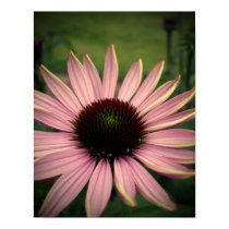 Echinacea Flower Purple posters