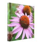 Echinacea Garden Canvas Print