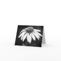 Echinacea in B&W (Blank) cards