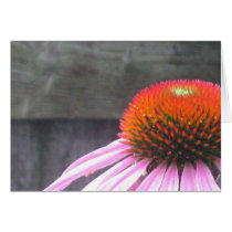 echinacea in the suburbs cards