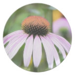 Echinacea - Magnus Dinner Plates