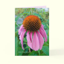 Echinacea Pink cards