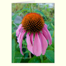 Echinacea Pink cards