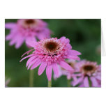 Echinacea "Pink Double Delight" Greeting Card