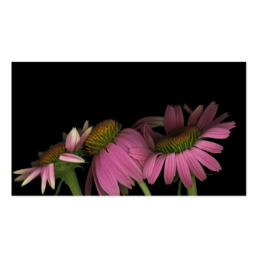 Echinacea purpurea, Business Card (back side)