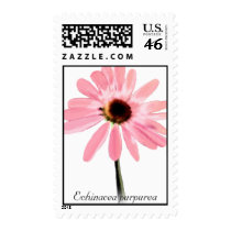 Echinacea purpurea postage by samack Echinacea purpurea postage