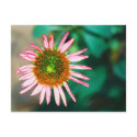 Echinacea Purpurea postcards by Truly_Epoch_Photos Echinacea Purpurea postcards