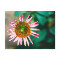 Echinacea Purpurea postcards by Truly_Epoch_Photos Echinacea Purpurea postcards