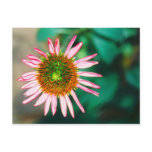 Echinacea Purpurea postcards