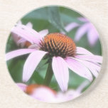 Echinaceas In The Mist Drink Coaster