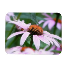 Echinaceas In The Mist Rectangular Magnet