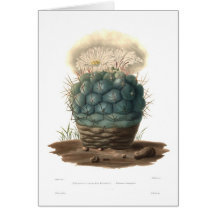 Echinocactus Card