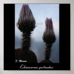 Echinocereus pectinatus print