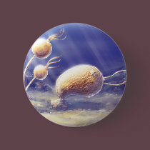 Echinoderm buttons