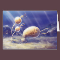 Echinoderm cards