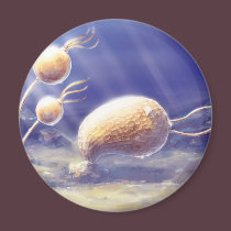 Echinoderm magnets