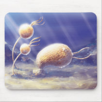 Echinoderm mousepads