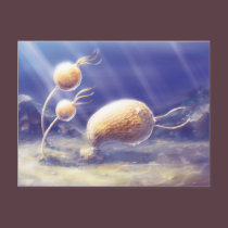 Echinoderm postcards