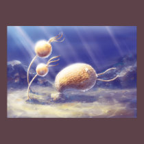 Echinoderm - prehistoric animal posters