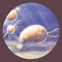 Echinoderm stickers