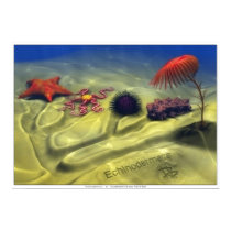 Echinodermata posters