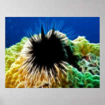 Echinothrix Calamaris Sea Urchin Poster