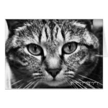Echo Greeting Cards