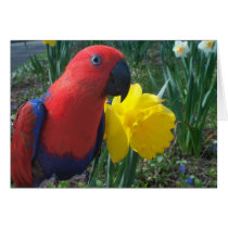 Eclectus Daffodil -- Large cards