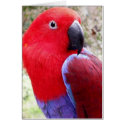 Eclectus Parrot cards