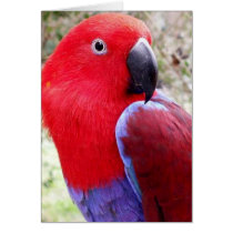 Eclectus Parrot cards by Natures_Whisper Eclectus Parrot cards