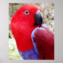 Eclectus Parrot Print