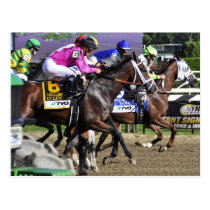ECLIPSE AWARD WINNER "QUESTING" from the Start Post Cards