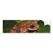 Ecnomiohyla Rabborum Rabbs Fringe Limbed Tree Frog Bumper Sticker