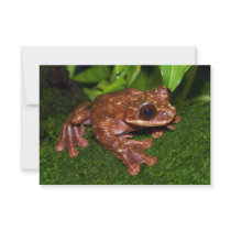 Ecnomiohyla Rabborum Rabbs Fringe Limbed Tree Frog Personalized Invitation