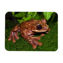 Ecnomiohyla Rabborum Rabbs Fringe Limbed Tree Frog Rectangle Magnets