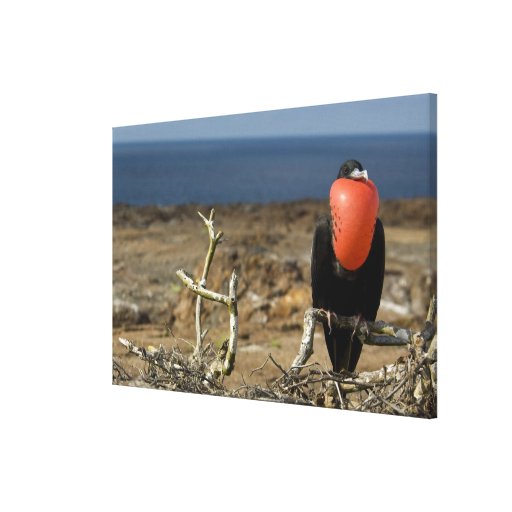 Ecuador, Galapagos, Genovesa Island. Prince Canvas Print