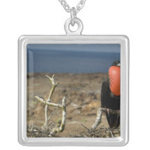 Ecuador, Galapagos, Genovesa Island. Prince Necklace