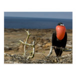 Ecuador, Galapagos, Genovesa Island. Prince Postcards