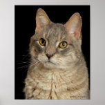 Eddie (Headshot) Posters